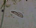 Paramecium sp.